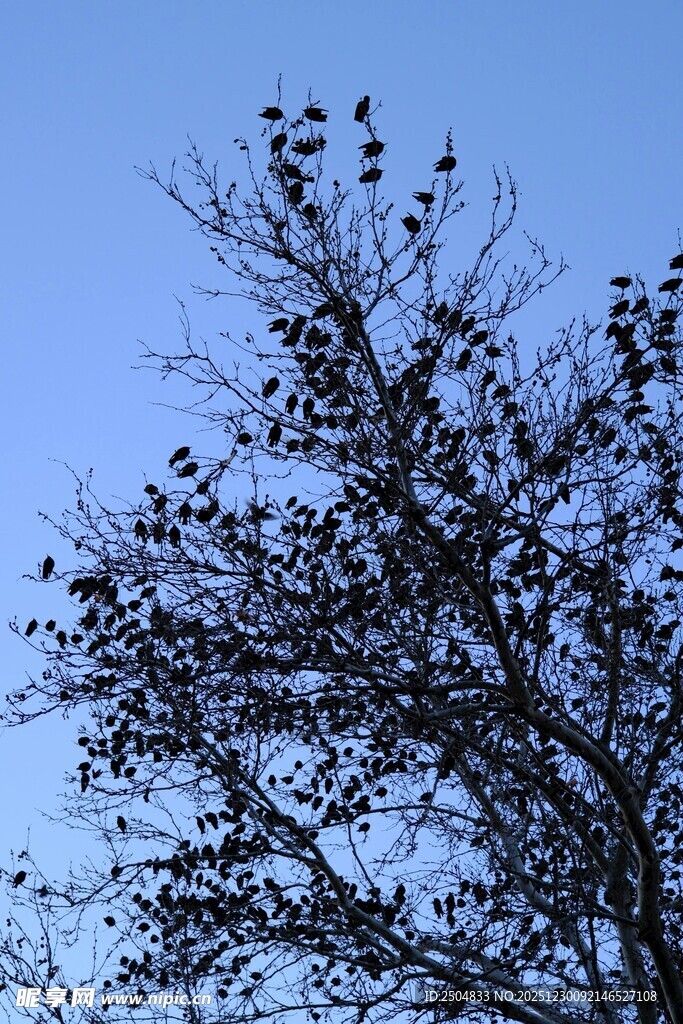 蓝天映衬下的光秃树枝