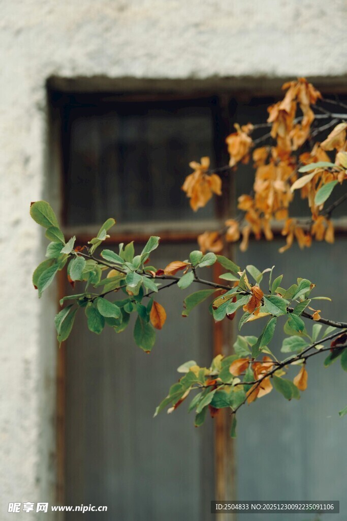 窗边秋意浓的绚烂枝叶