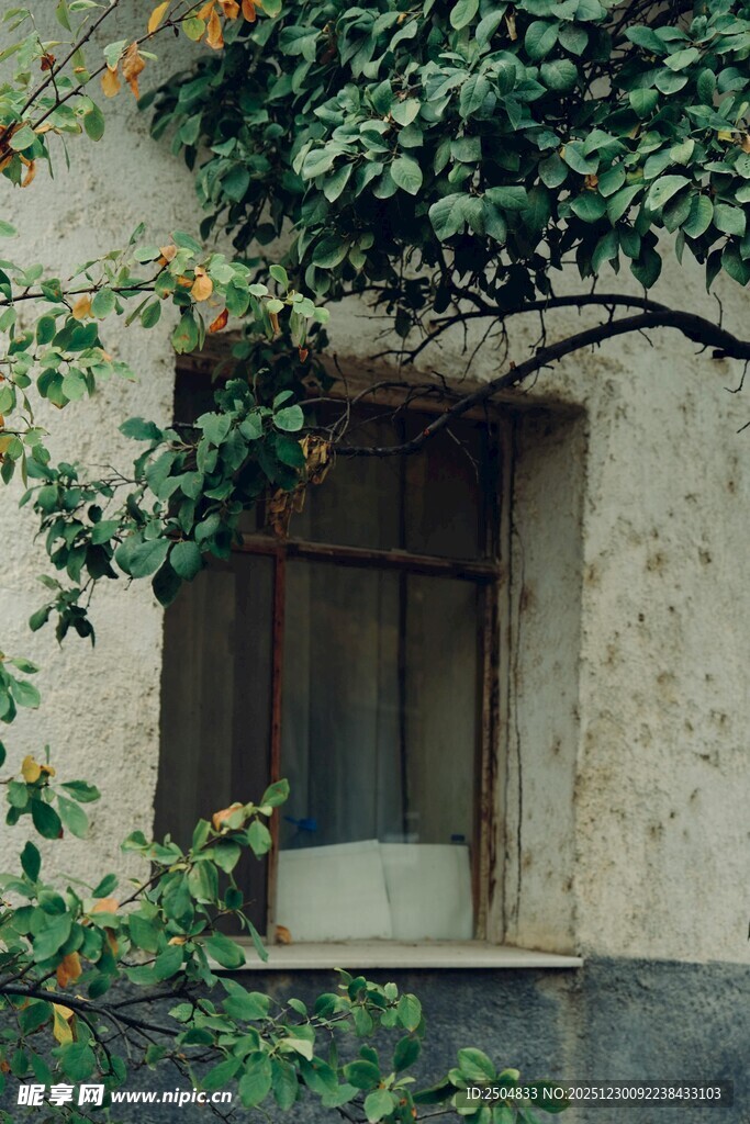 窗边绿植 静谧的自然角落