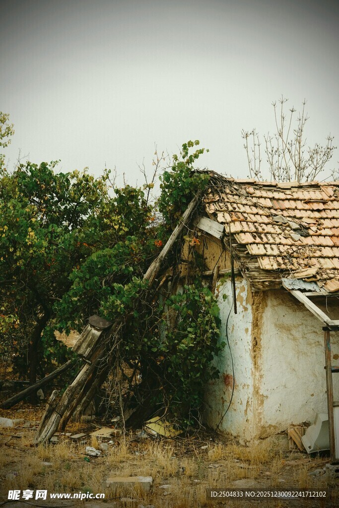 破旧小屋旁的繁茂绿植