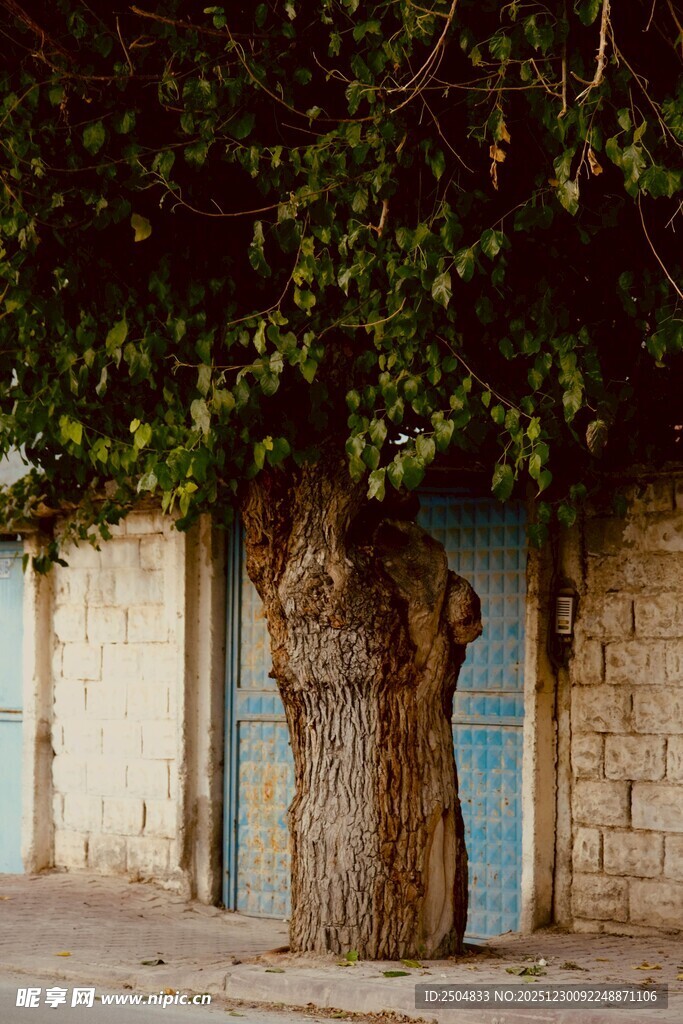 古老树旁的蓝门景象