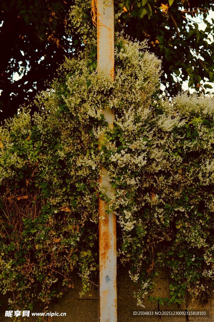 树干旁繁茂绿植景象