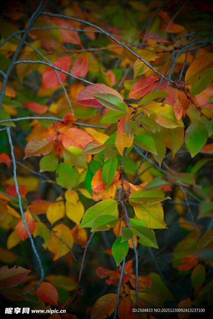 秋日斑斓树叶特写