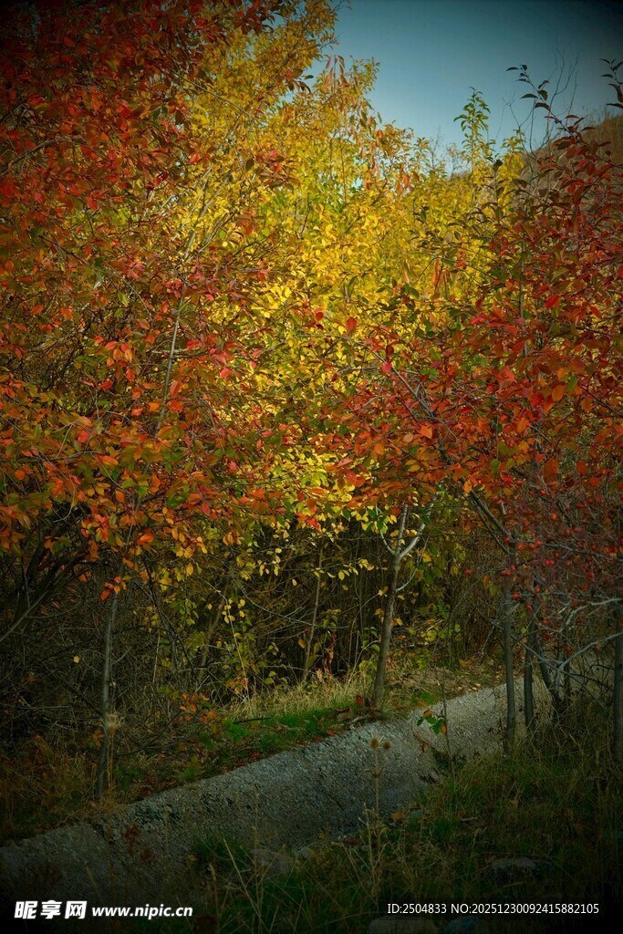 秋日林间小道绚丽景致