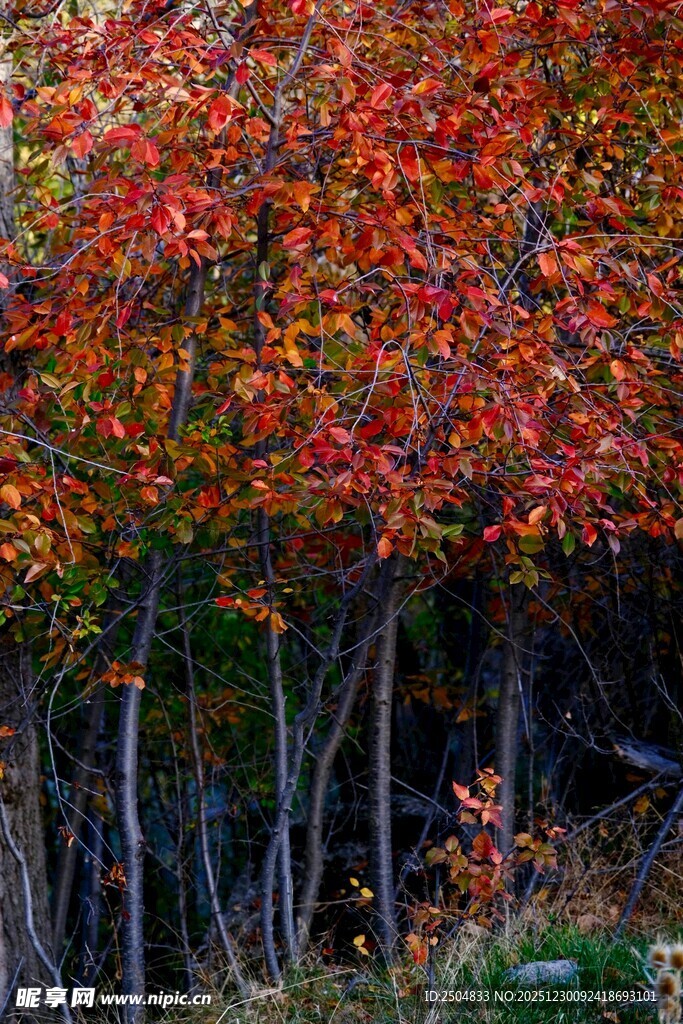 秋日红叶树林美景