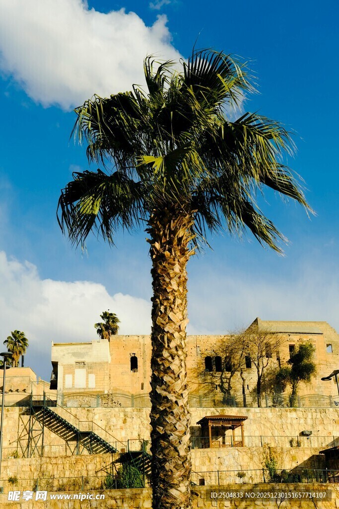  漠中的孤独棕榈树