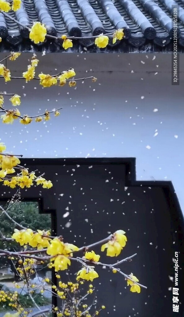 雪中腊梅绽于古朴屋檐下