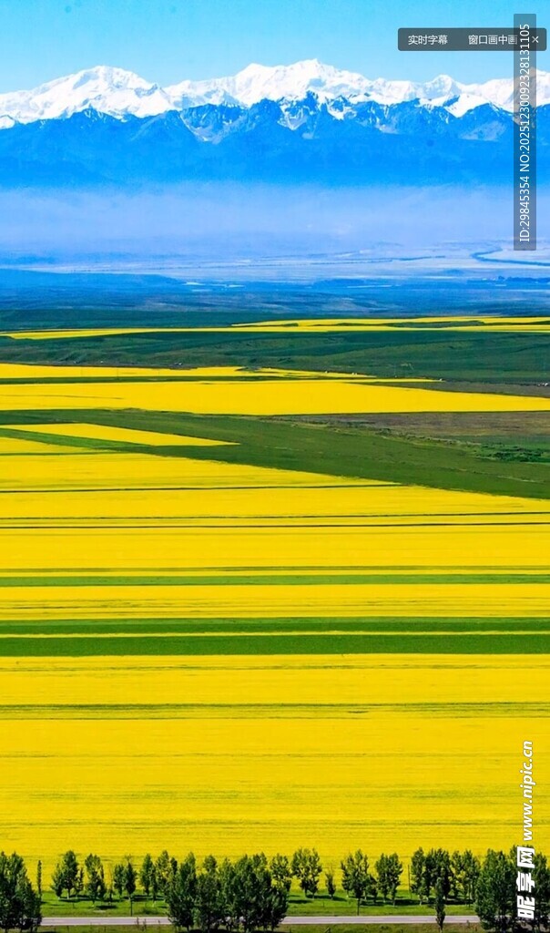 金色花海与远山美景