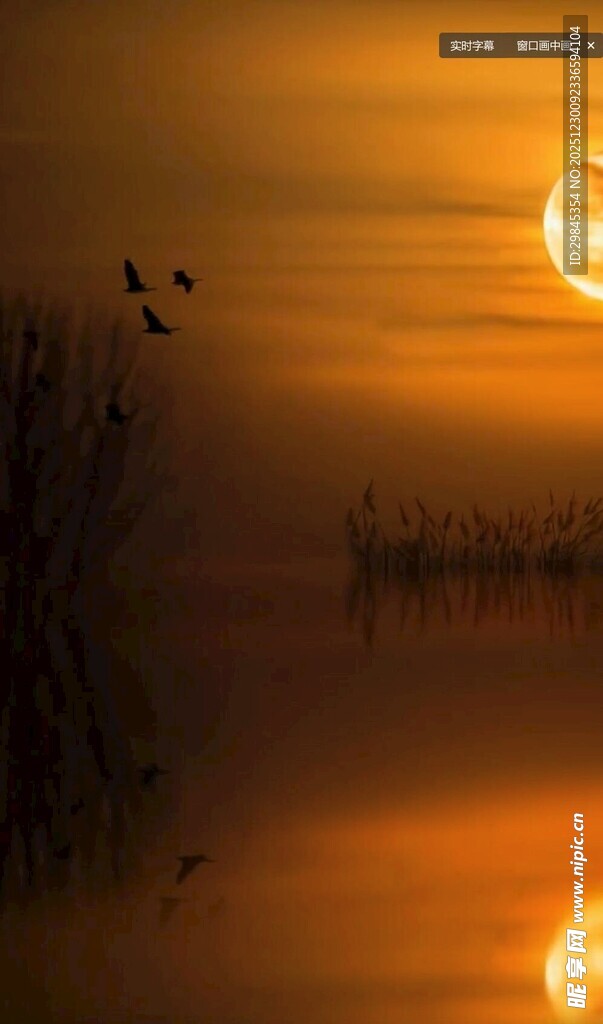 夕阳下湖面飞鸟美景