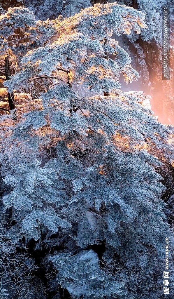 冬日霜覆树木的美丽景象