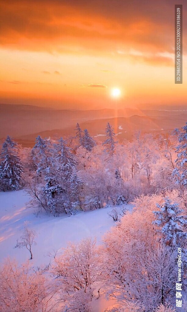 冬日雪林日出美景