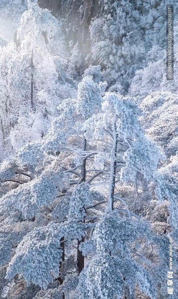 冬日雪覆树林美景