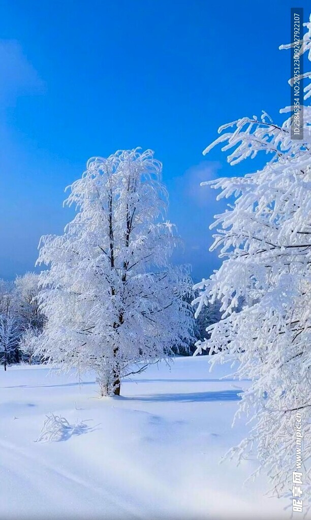 冬日雪景中的银白树木