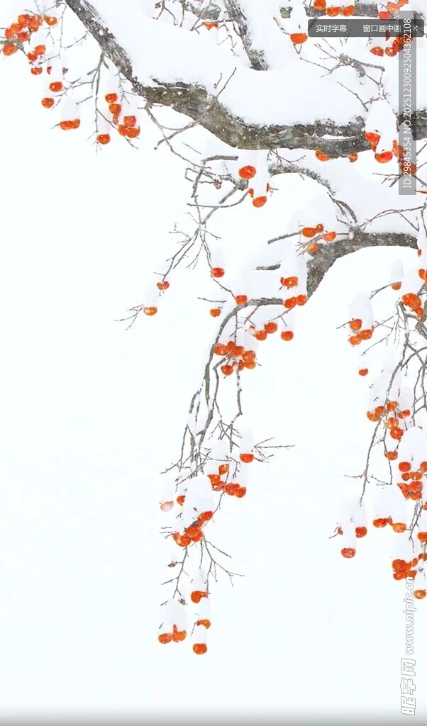 枝头红果垂挂添诗意