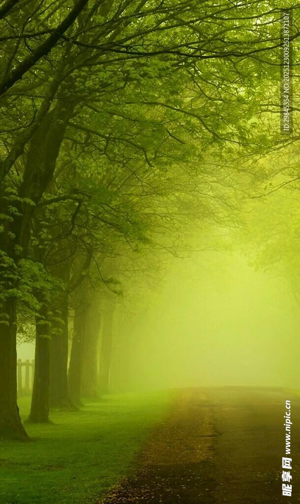 林间雾霭中的幽静小路