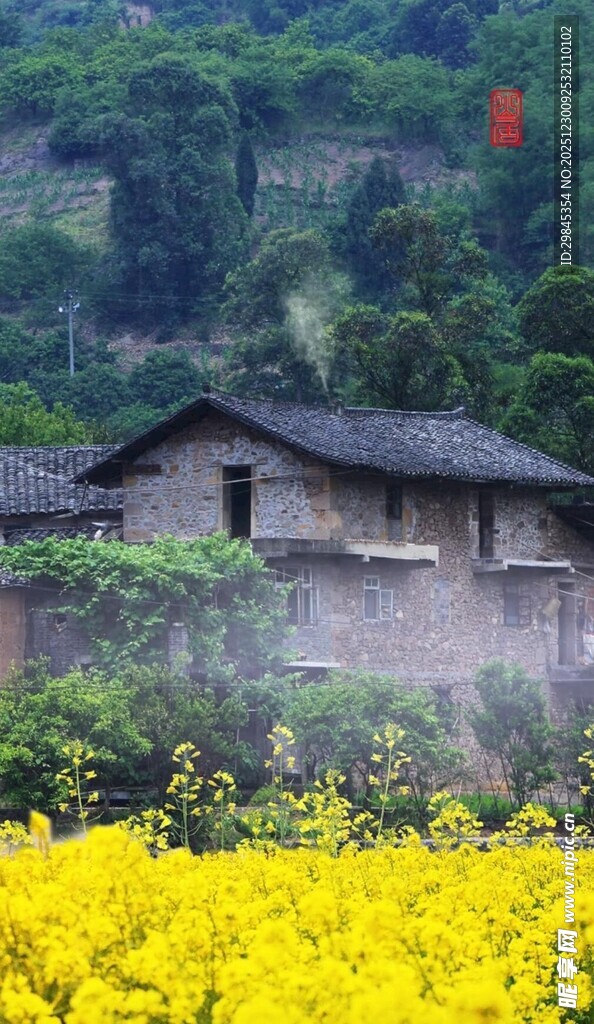 乡村黄花旁的古朴小屋