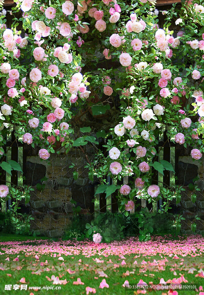 蔷薇花墙 