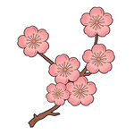 粉色樱花花枝插画