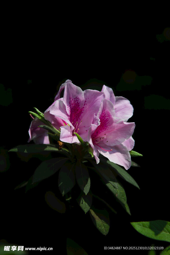 娇艳绽放的粉色杜鹃花