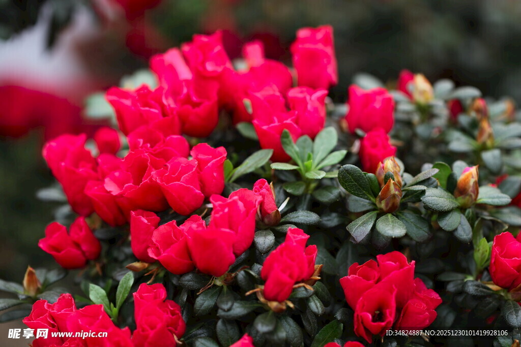 鲜艳红杜鹃绽放