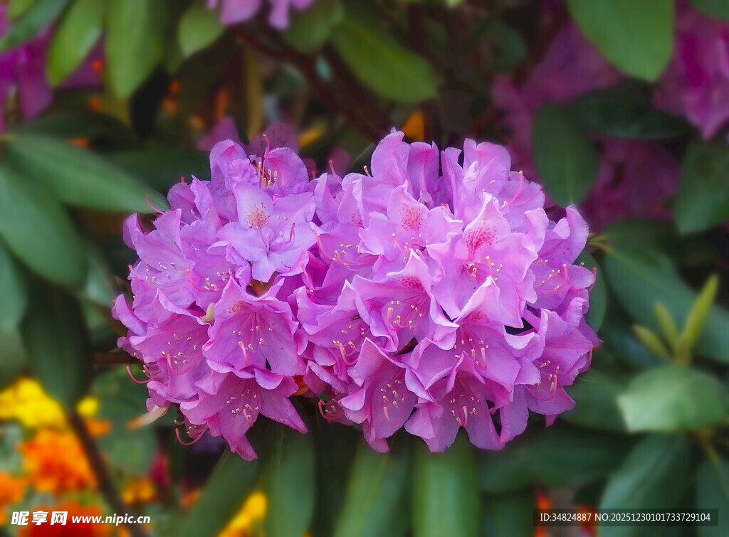 娇艳紫色杜鹃花绽放