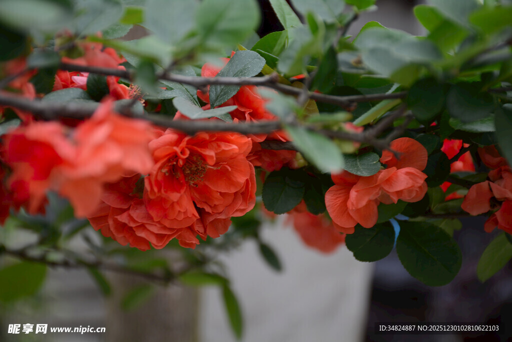 枝头绽放的艳丽红花朵