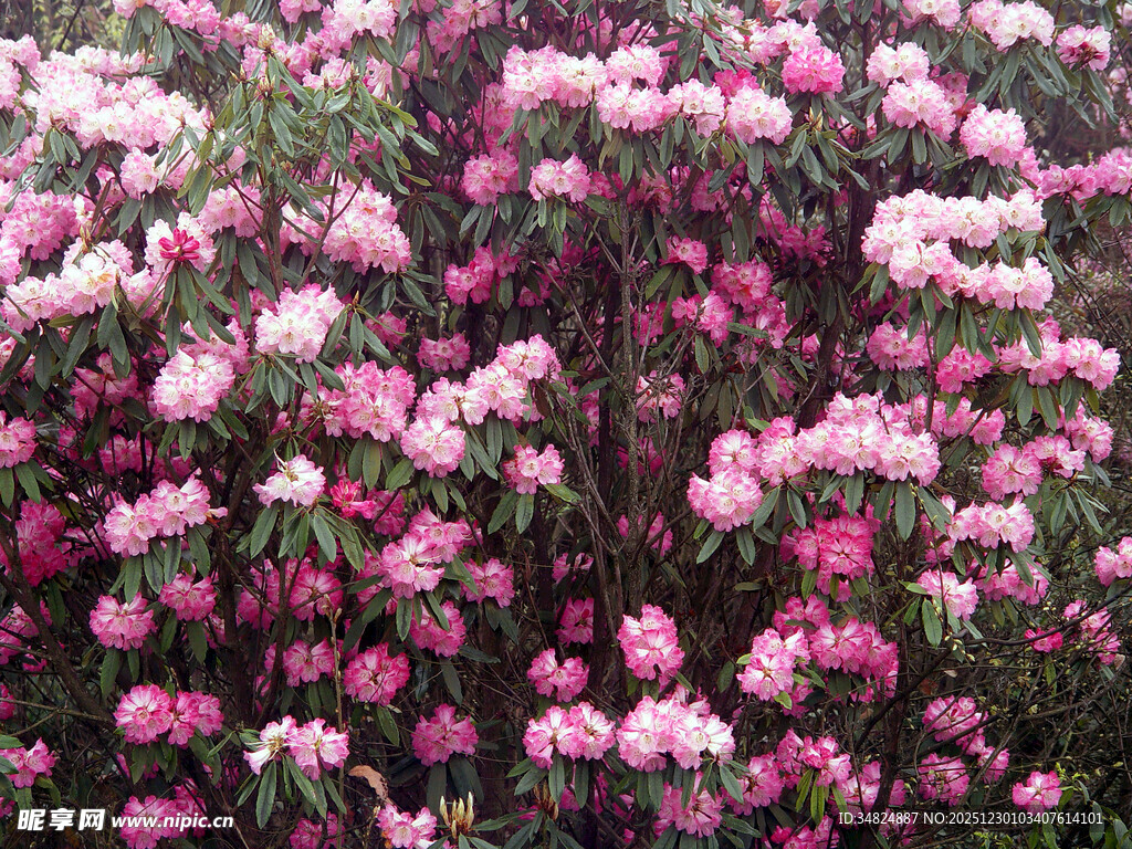 粉色繁花绽放的美丽景致