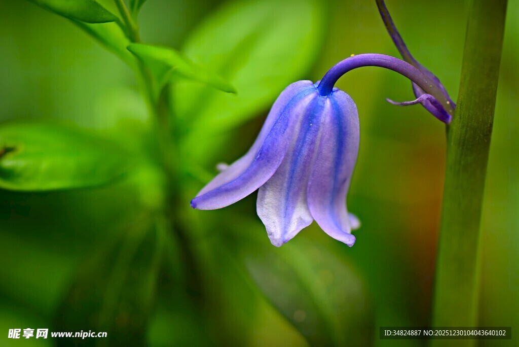 蓝紫色铃状花朵特写