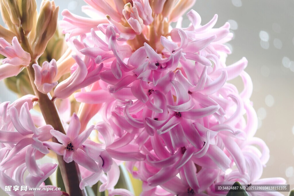 粉色风信子绽放美丽