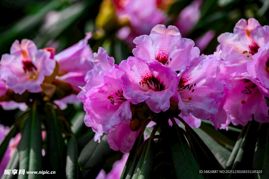 娇艳粉色杜鹃花绽放