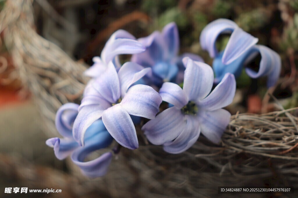 蓝紫色风信子特写