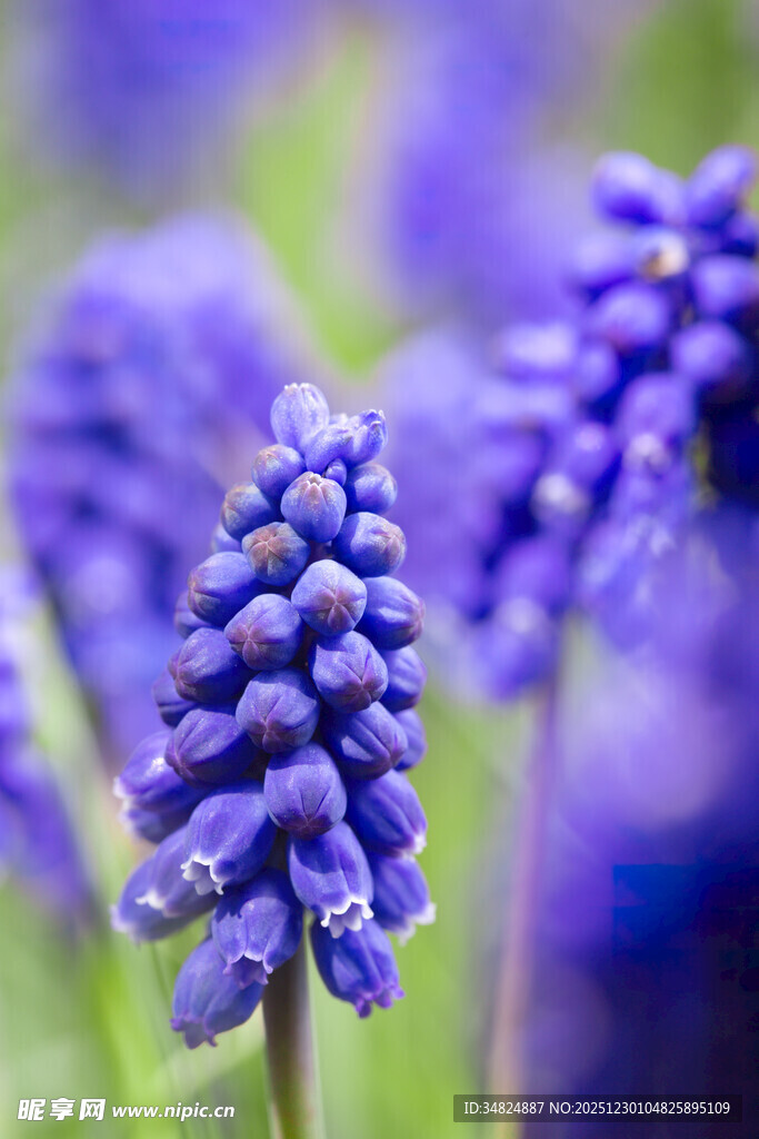 紫色葡萄风信子特写