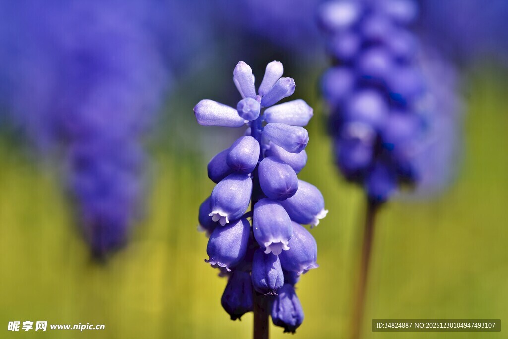 紫色葡萄风信子特写