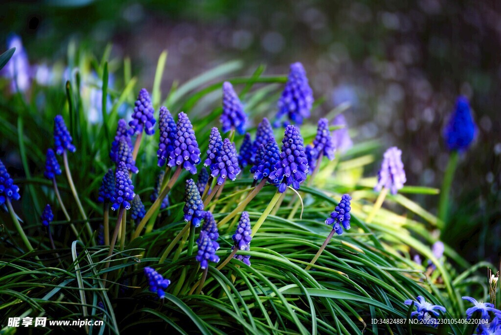 蓝紫色风信子绽放于草丛