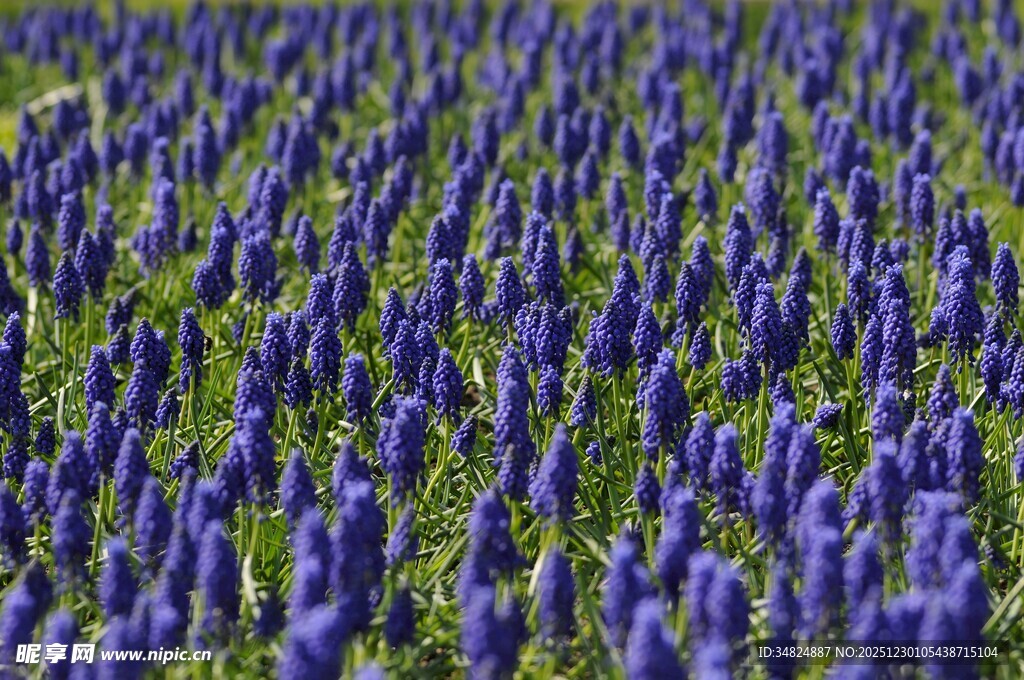 紫色花海浪漫的视觉盛宴