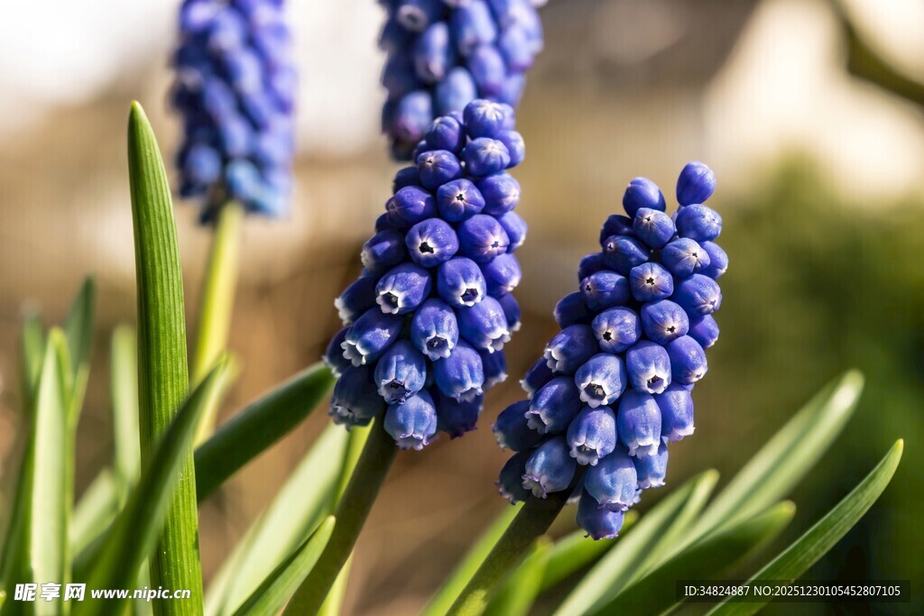 蓝紫色葡萄风信子绽放
