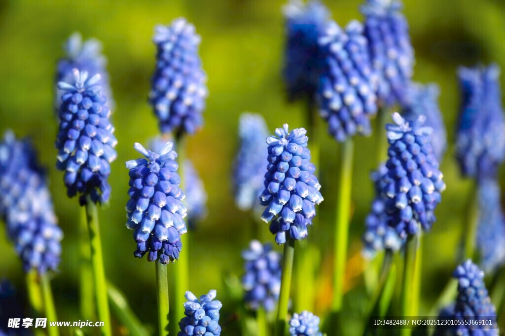 蓝紫色葡萄风信子花卉图