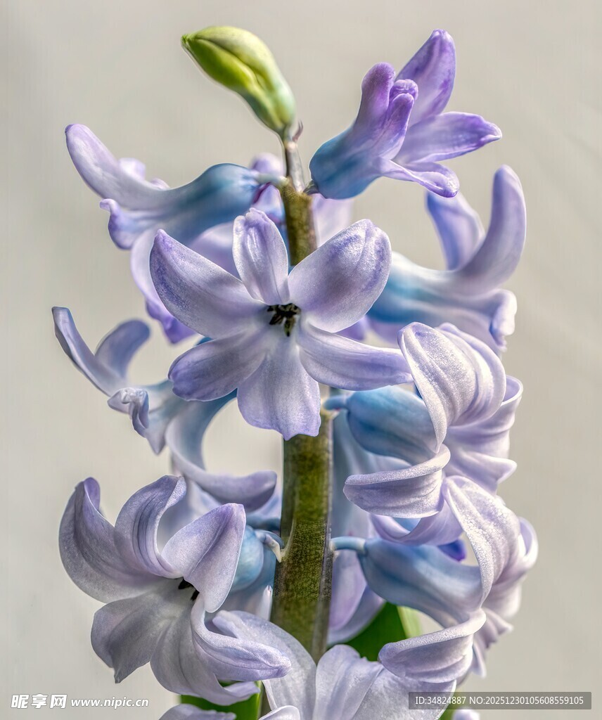 风信子绽放的优雅姿态