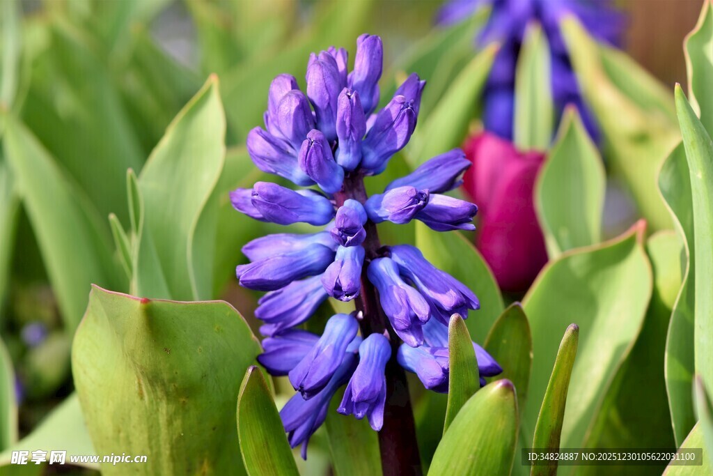 紫色风信子绽放