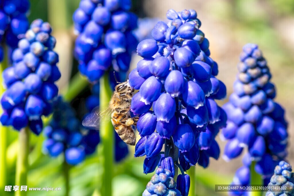 蓝铃花上的蜜蜂