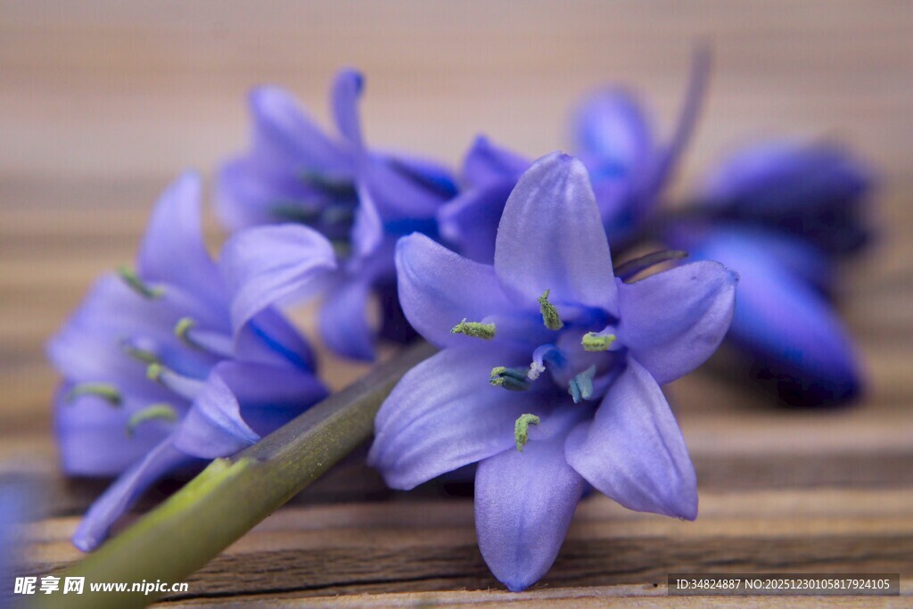 蓝紫色小花绽放于木面