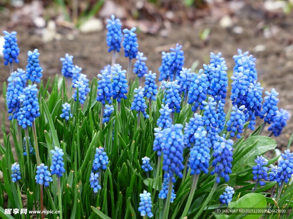 蓝紫色葡萄风信子绽放