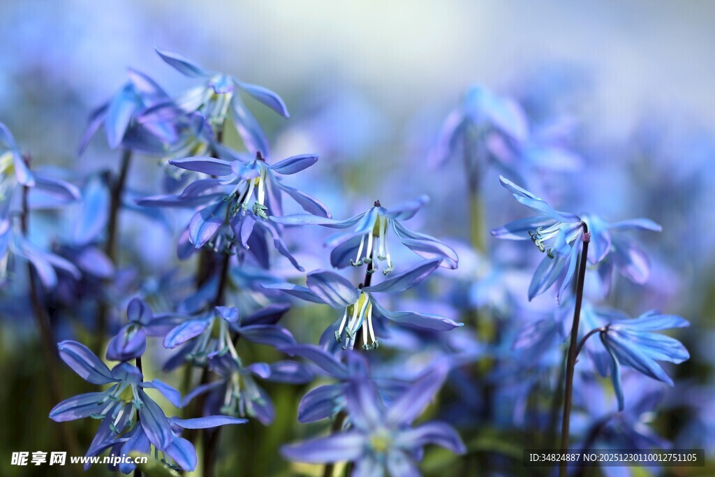 蓝紫色花朵特写