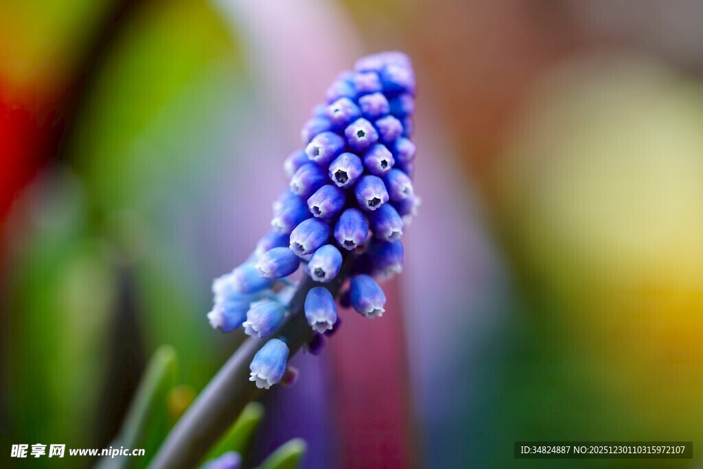蓝紫色葡萄风信子特写