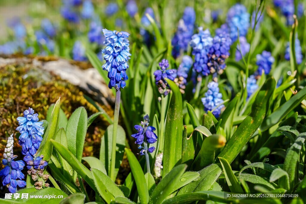 蓝紫色葡萄风信子绽放
