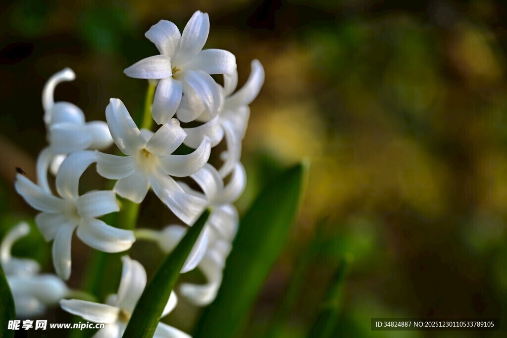清新白色小花绽放瞬间