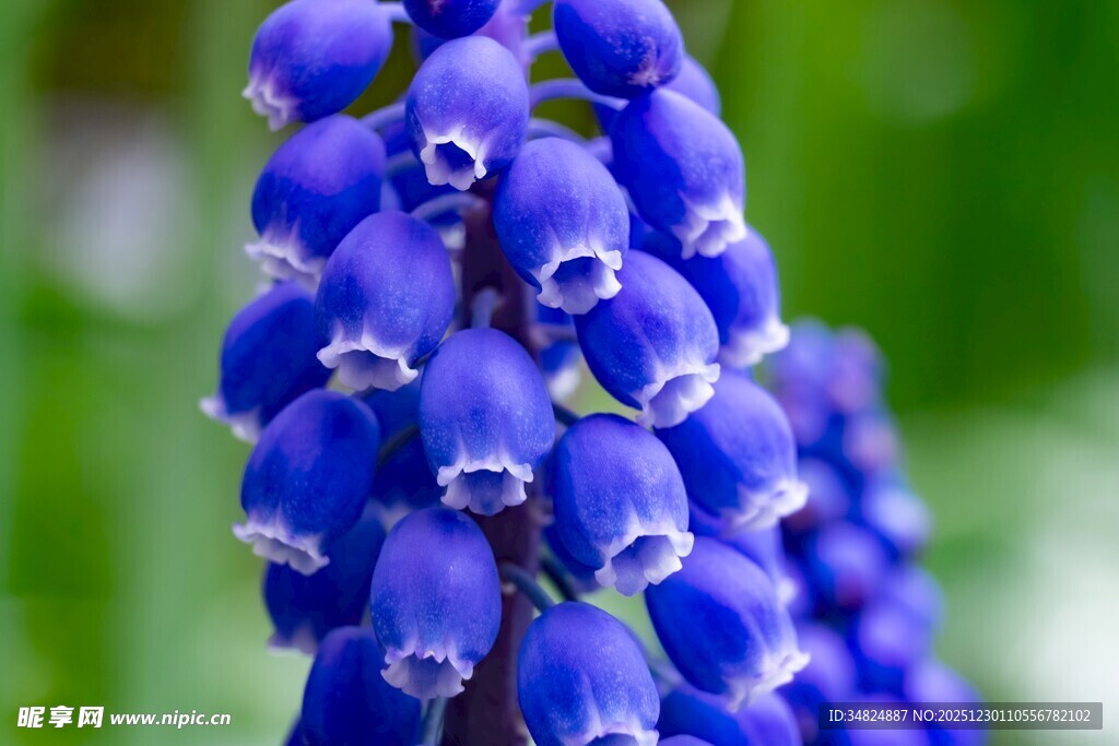 蓝紫色葡萄风信子特写