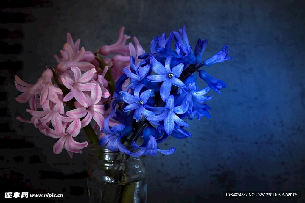 蓝粉风信子插于玻璃瓶中