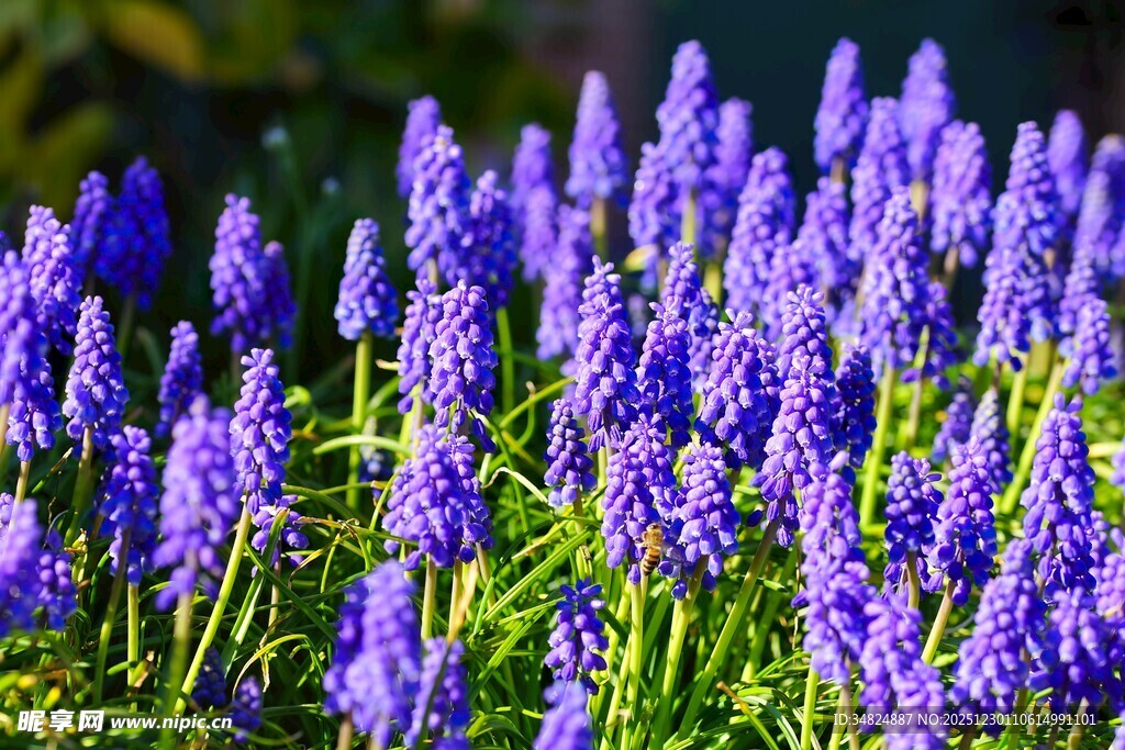 紫色风信子花丛绽放