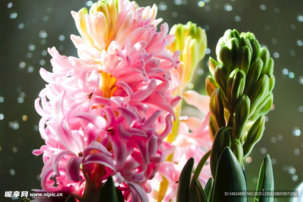 粉色风信子绽放的美丽